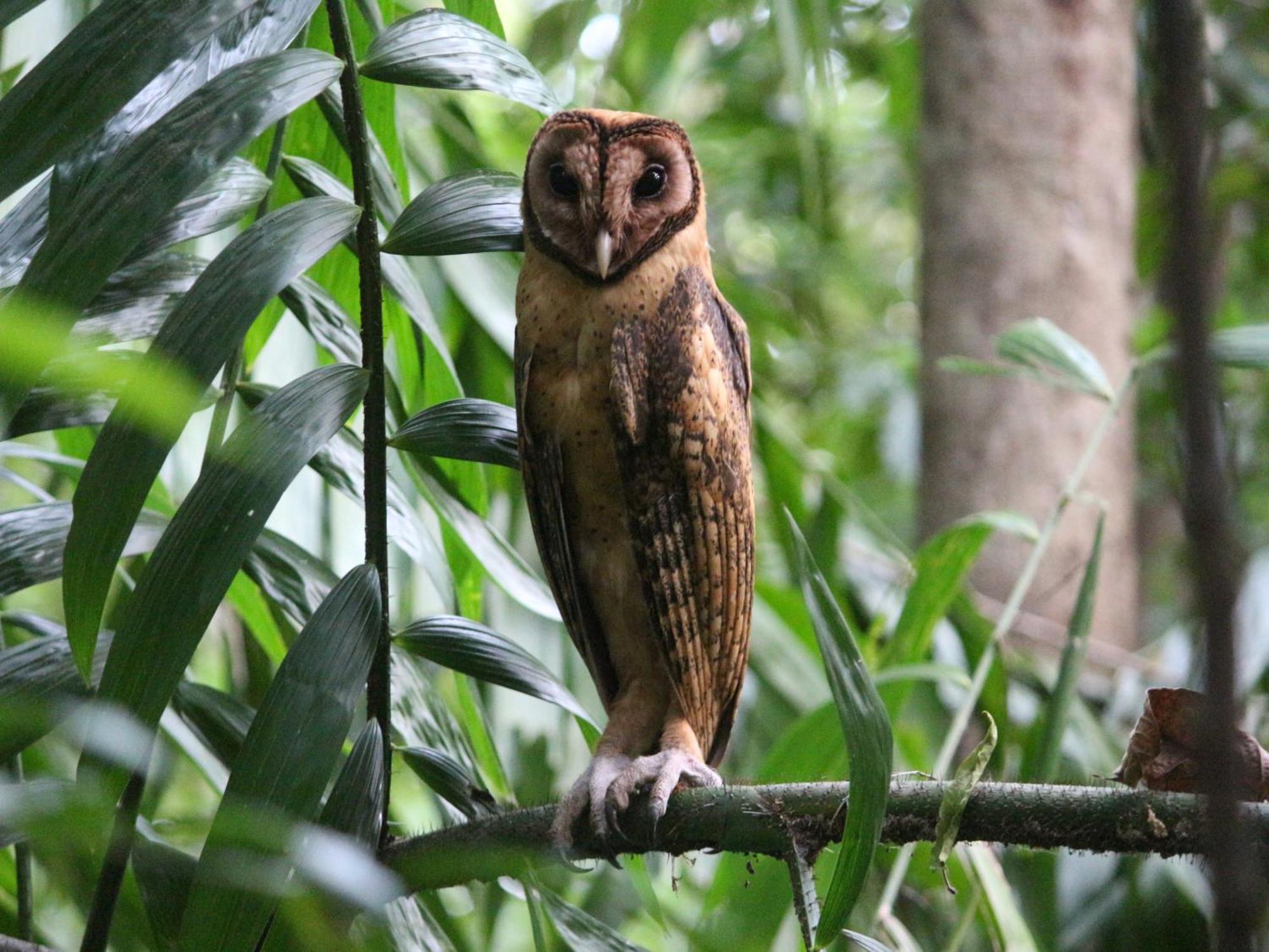 Pondok Wisata Noah Likupang Екстер'єр фото